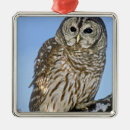 Buscar strix Árbol