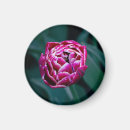 Buscar tulipa imanes Rosa