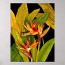Buscar bird of paradise arte Flower