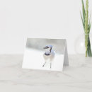 Buscar arrendajo azul postales Naturaleza