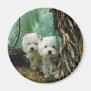 Buscar westie imanes Montaña