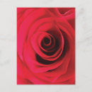 Buscar capullo de rosa postales Rojo