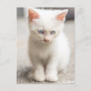 Buscar gatito blanco postales 9 º gata