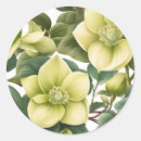 Buscar hellebore pegatinas Elegante