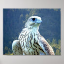 Buscar halcones posters Cualquier niño