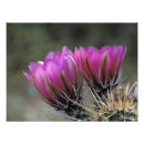 Buscar desierto fotografía Rosa