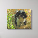 Buscar shih tzu lienzos Cachorro