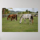 Buscar lorenz posters Caballo