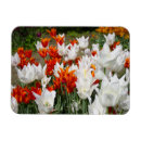 Buscar flores blancas imanes Para ellos