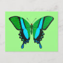 Buscar mariposa turquesa postales Insectos