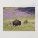 Buscar bisonte postales Naturaleza