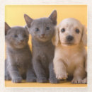 Buscar perrito azul Dachshund