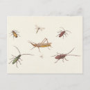Buscar bosquejos postales Animales