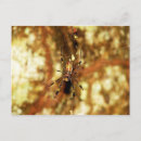 Buscar araña postales Río