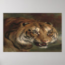 Buscar imágenes de gatos posters Animales