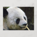Buscar oso panda postales Blanco y negro