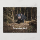Buscar demonio postales Australia
