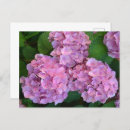 Buscar hortensias postales Para todos