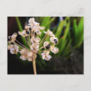 Buscar semilla postales Jardín