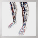 Buscar pie humano posters Pierna