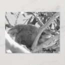 Buscar queensland tarjetas Árbol