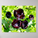 Buscar tulipanes posters General y unisex
