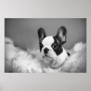 Buscar frenchies posters Cachorro