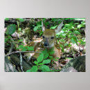 Buscar fawna posters General y unisex