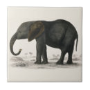 Buscar elefante blanco azulejos Gris