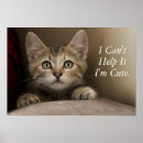 Buscar gatito del tabby posters Lindo