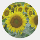Buscar series pegatinas Amarillo