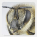 Buscar antena pegatinas Animal