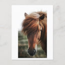 Buscar caballos de postales Marrón