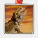 Buscar reptil adornos Escalas