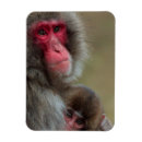 Buscar japoneses imanes Adorable