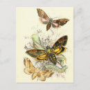 Buscar insectos postales Mariposas