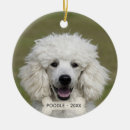 Buscar caniches adornos Animales