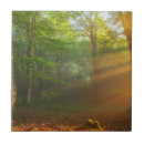 Buscar tronco de árbol azulejos Bosque