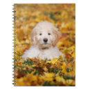 Buscar hojas cuadernos Hojas de otoño