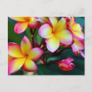 Buscar plumeria postales Rosa