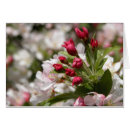 Buscar crabapples Árbol
