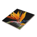 Buscar ave del paraíso azulejos Floral