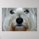 Buscar westie arte Perro