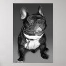 Buscar sonrisas fotografía Perro