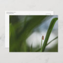 Buscar coleóptero postales Insecto