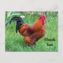 Buscar gallina tarjetas Bonito