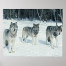 Buscar manada de lobos posters Naturaleza