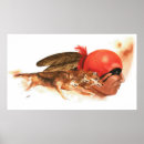 Buscar lobo indio posters Cherokee