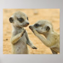 Buscar kalahari posters Sudáfrica