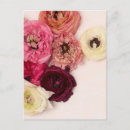 Buscar con flores postales Rosa